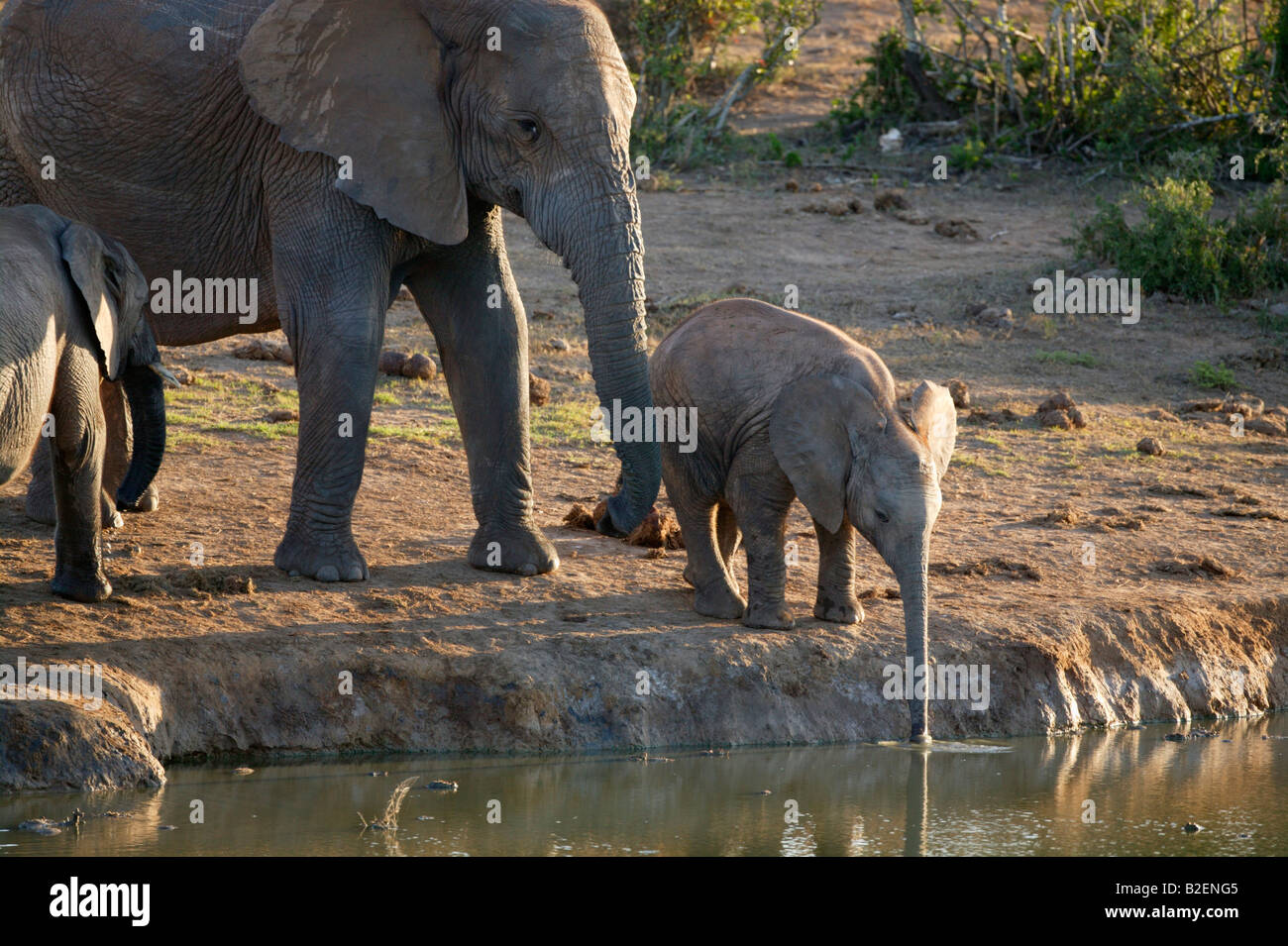 Elefant Kalb reichend mit seinem Stamm zu einem Wasserloch zu trinken mit seiner Mutter in Anwesenheit Stockfoto