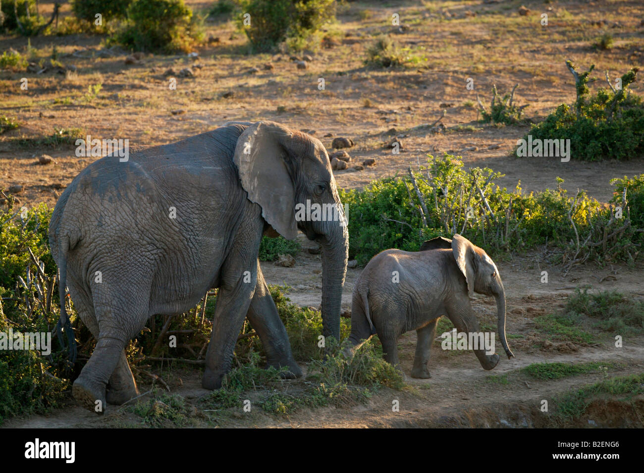 Reizvolle Aussicht auf einen Stoßzahnlose Elefanten Kuh und Kalb zu Fuß in Spekbos Vegetation in der Eastern Cape Stockfoto