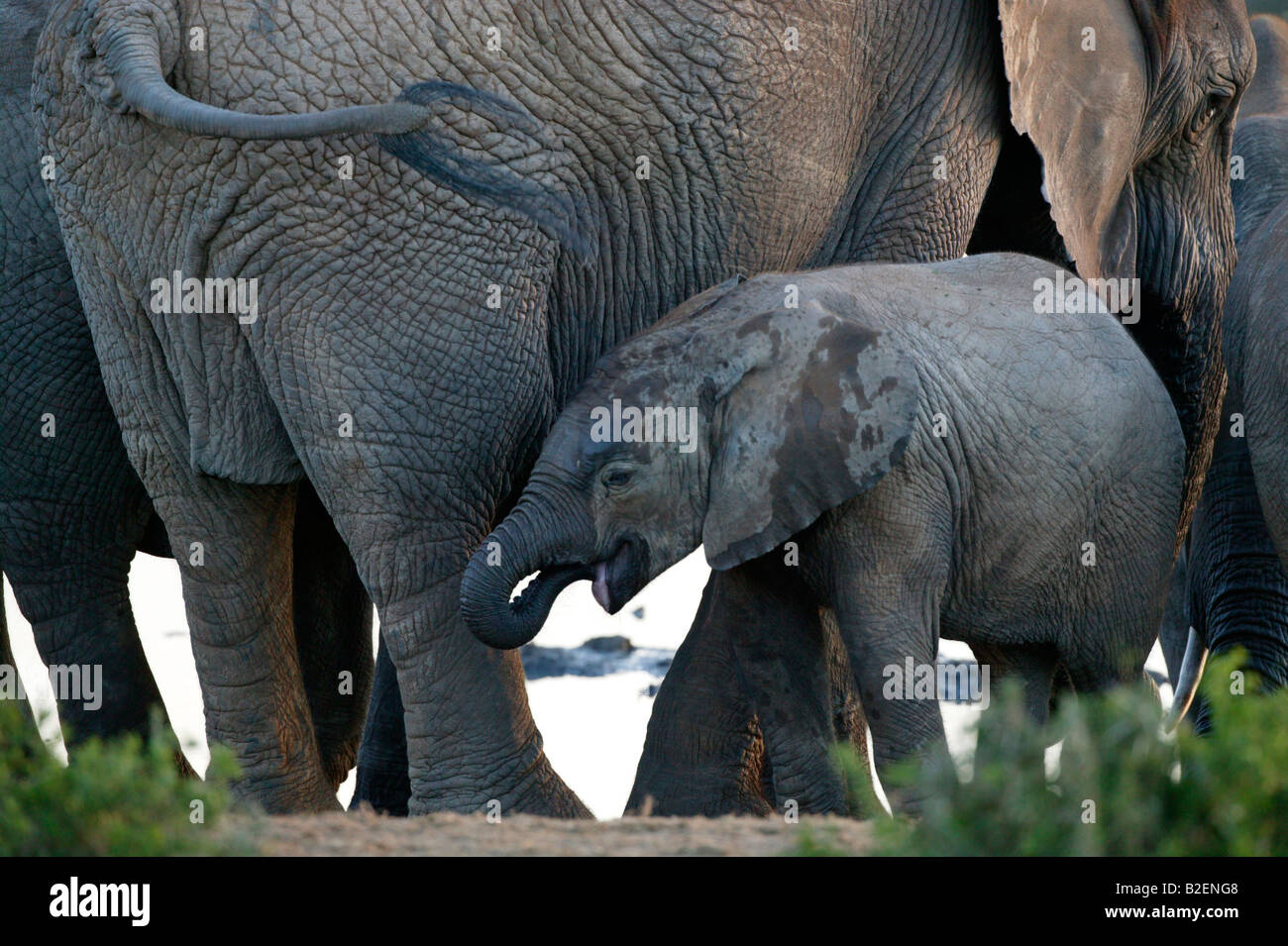 Eine enge Porträt eines Baby-Elefanten trinken neben seiner Mutter Stockfoto