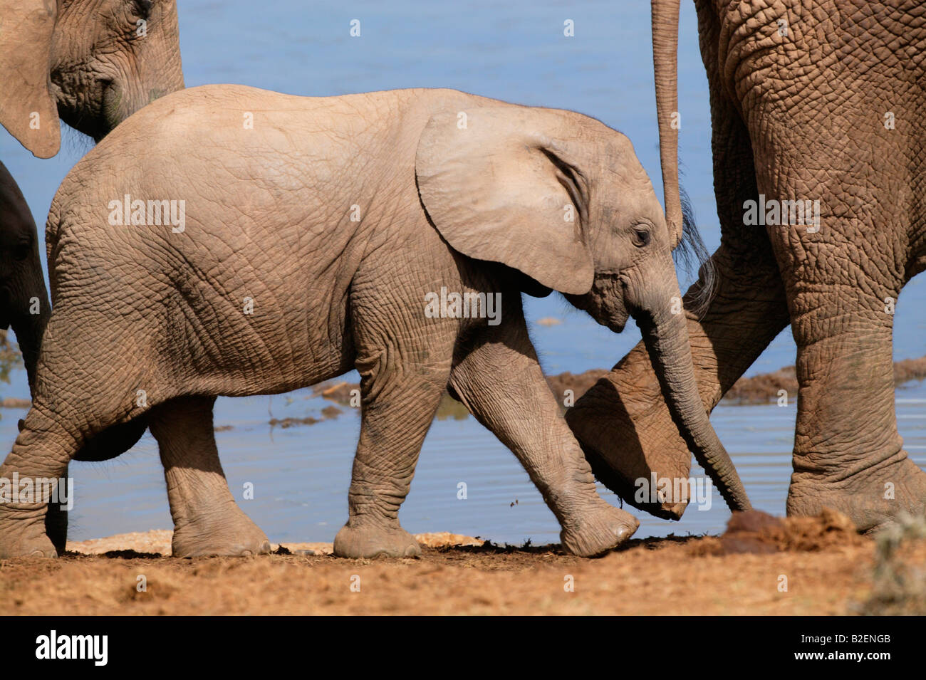 Eine Seitenansicht eines jungen Elefanten Wandern entlang neben einem Wasserloch Stockfoto