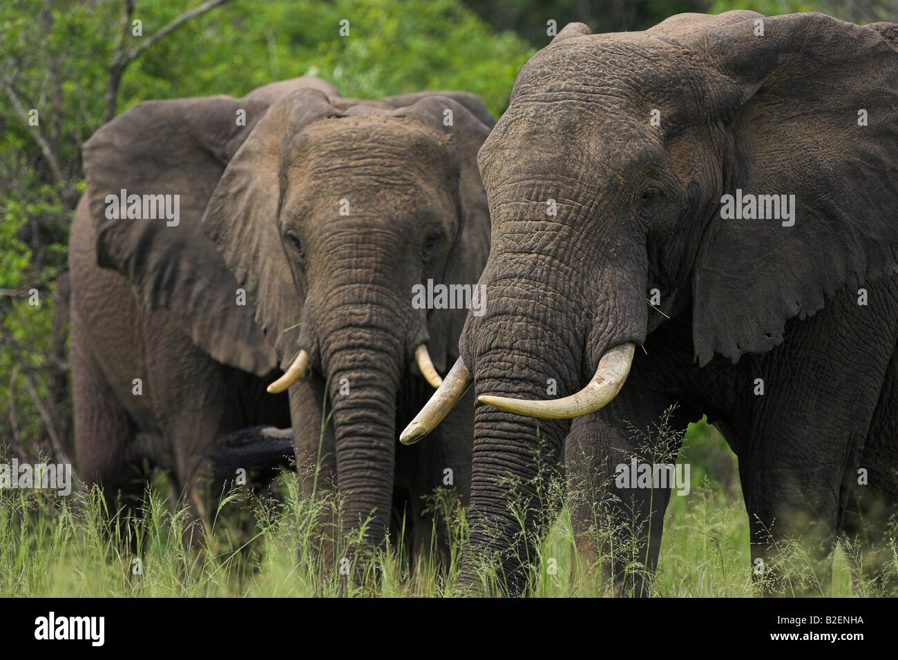 Elefanten in grün bewaldeten Gebiet Weiden Stockfoto