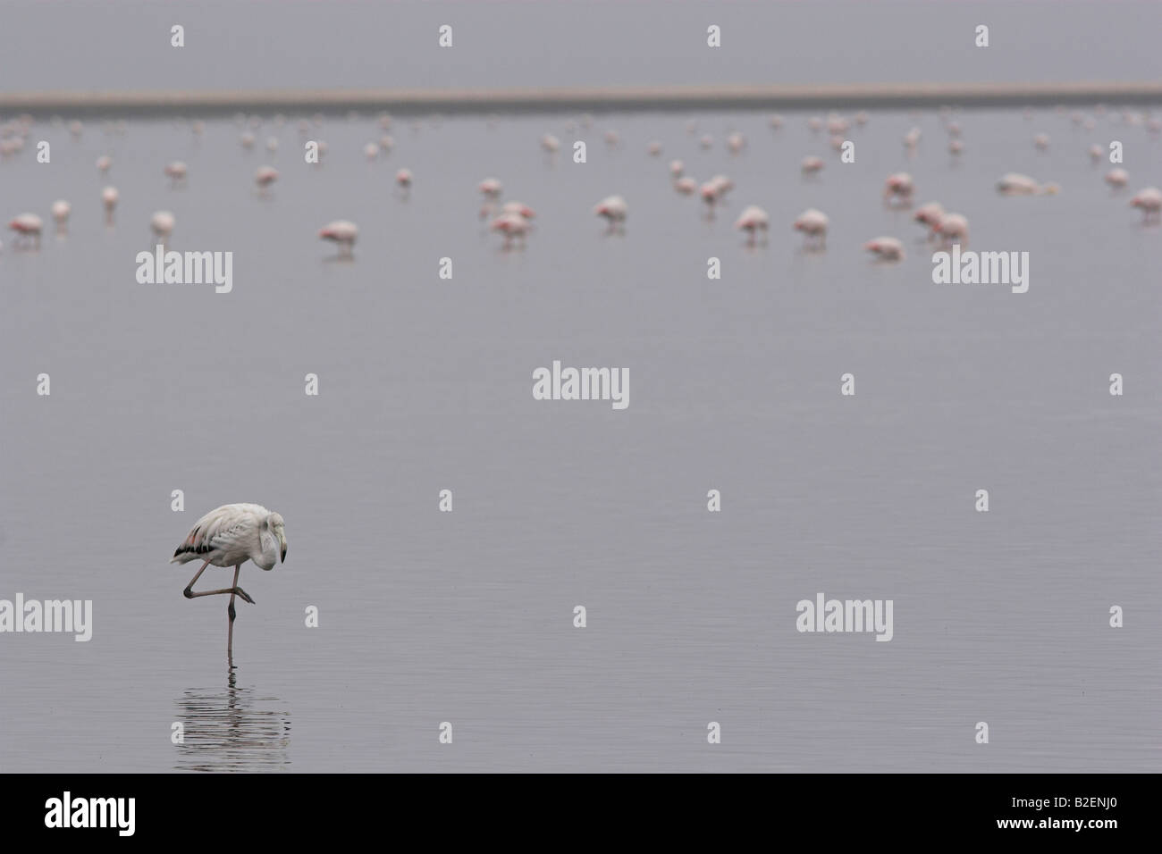 Große Herde von verstreuten Flamingo mit einem einzigen Vogel im Fokus im Vordergrund Stockfoto