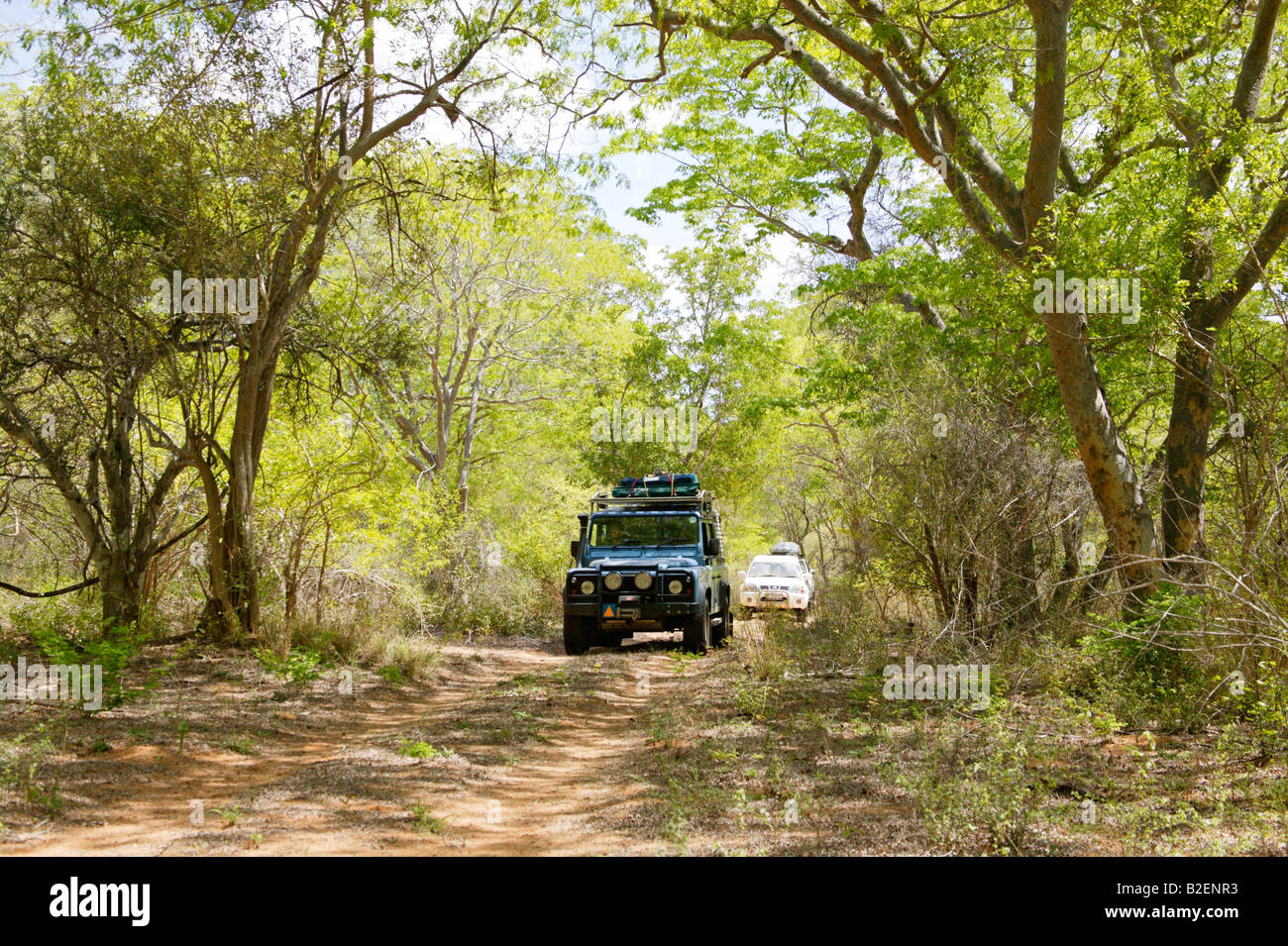 Fahrzeuge auf einer 4 X 4-Spur durch dichten Miombo Waldland im ländlichen Mosambik Stockfoto