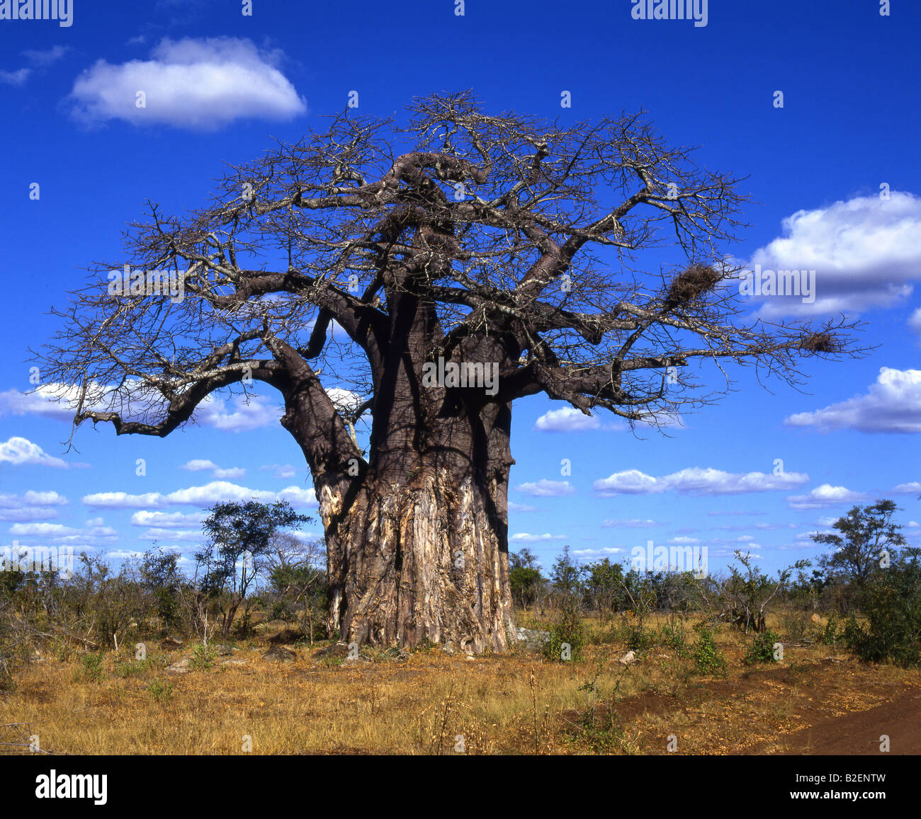 Alten Baobab-Baum Stockfoto