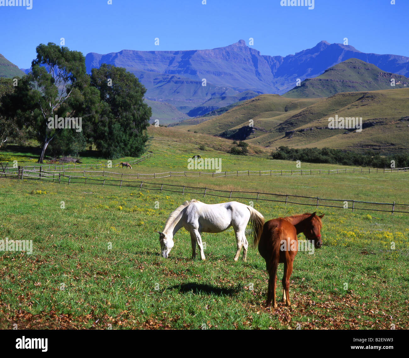 Zwei Pferde grasen auf ein Feld an den Ausläufern der südlichen Drakensberge Stockfoto