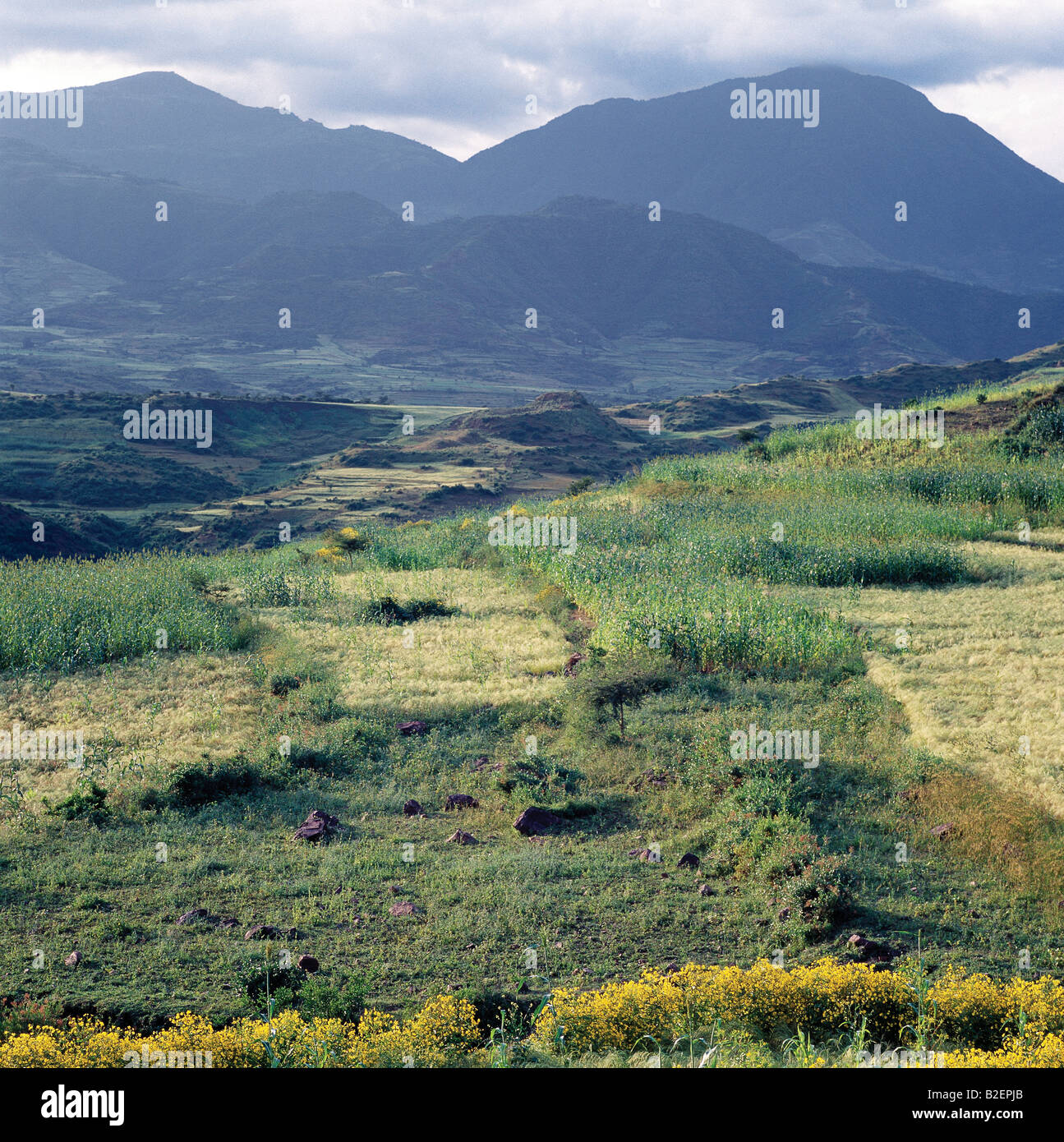 Ein Blick auf die spektakulären Bergketten zwischen Senbete und Kombolcha. Äthiopien ist ein Land der weiten Horizonte und die dramatische Landschaft. Stockfoto