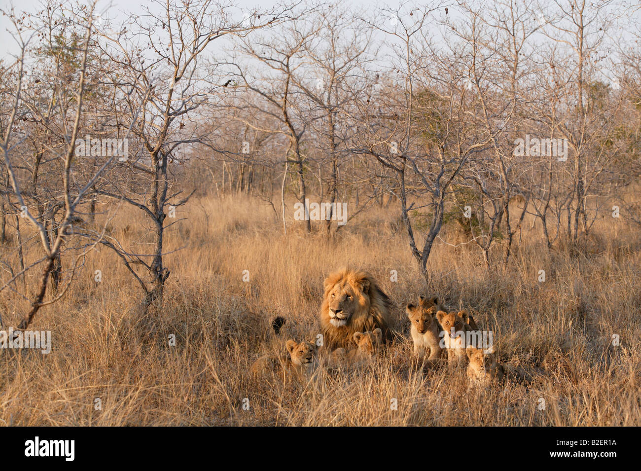 Ein männlicher Löwe von seinem jungen im trockenen Buschland umgeben Stockfoto