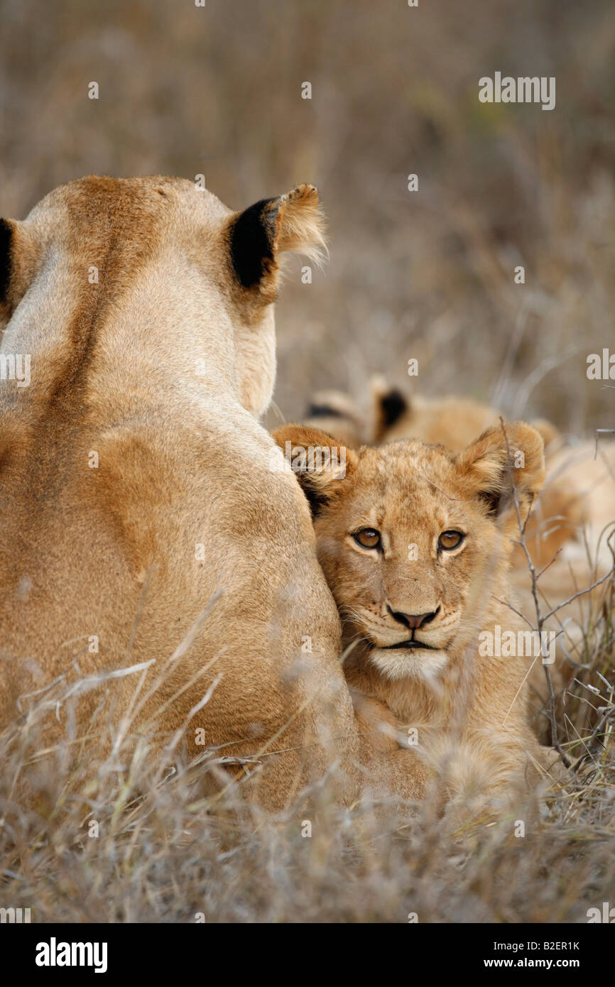 Löwe und cub Stockfoto