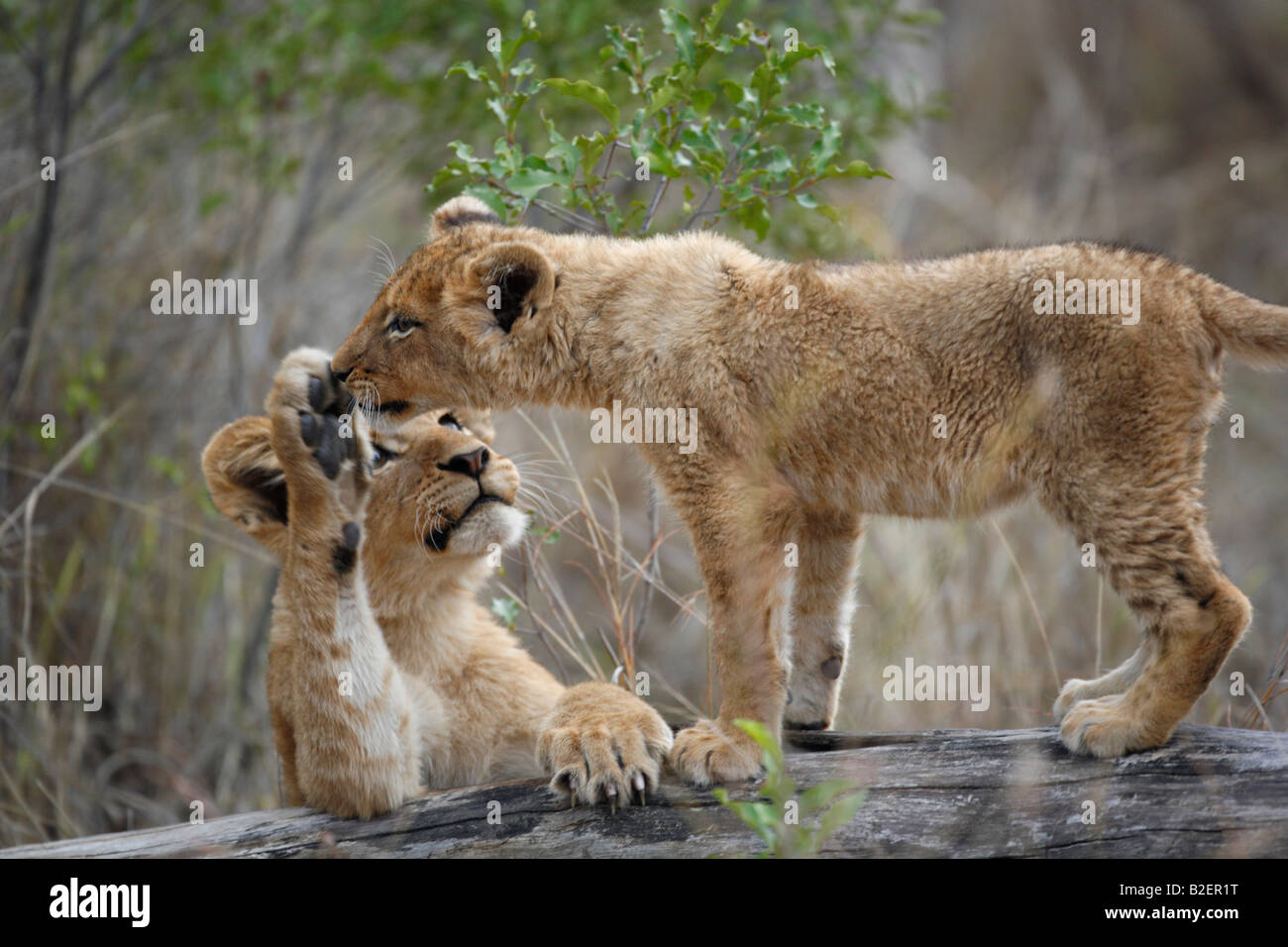 Zwei Löwenbabys spielen auf einem Baumstamm Stockfoto