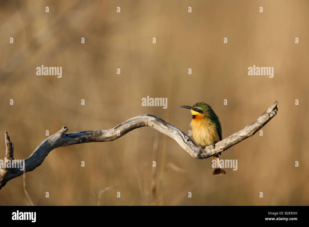 Kleine Biene-Esser Stockfoto