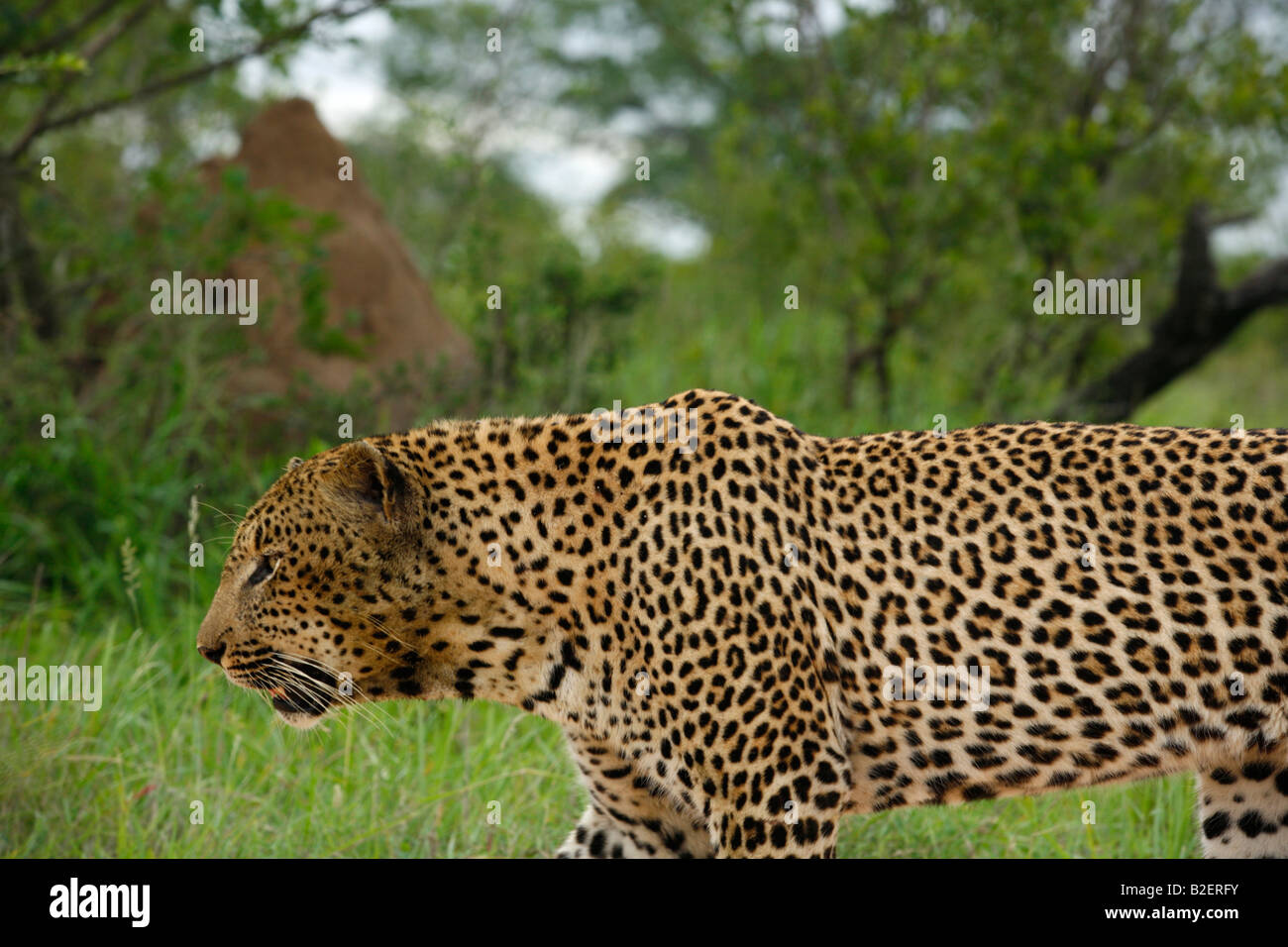 Porträt eines männlichen Leoparden in Bewegung Stockfoto