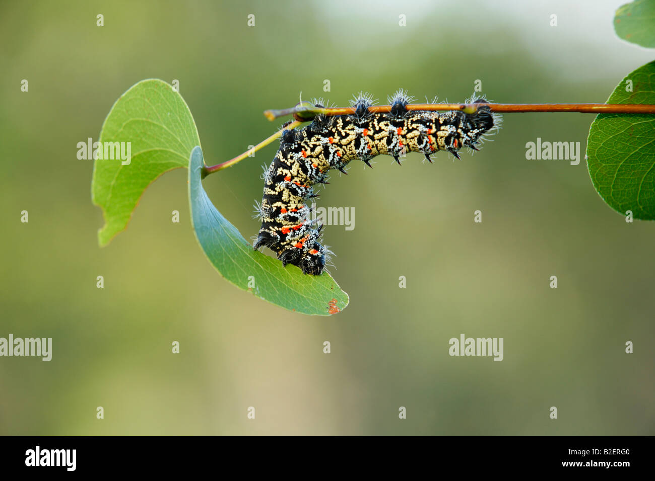 Mopani Wurm (Imbrasia Belina) Fütterung auf einem Mopane-Blatt Stockfoto