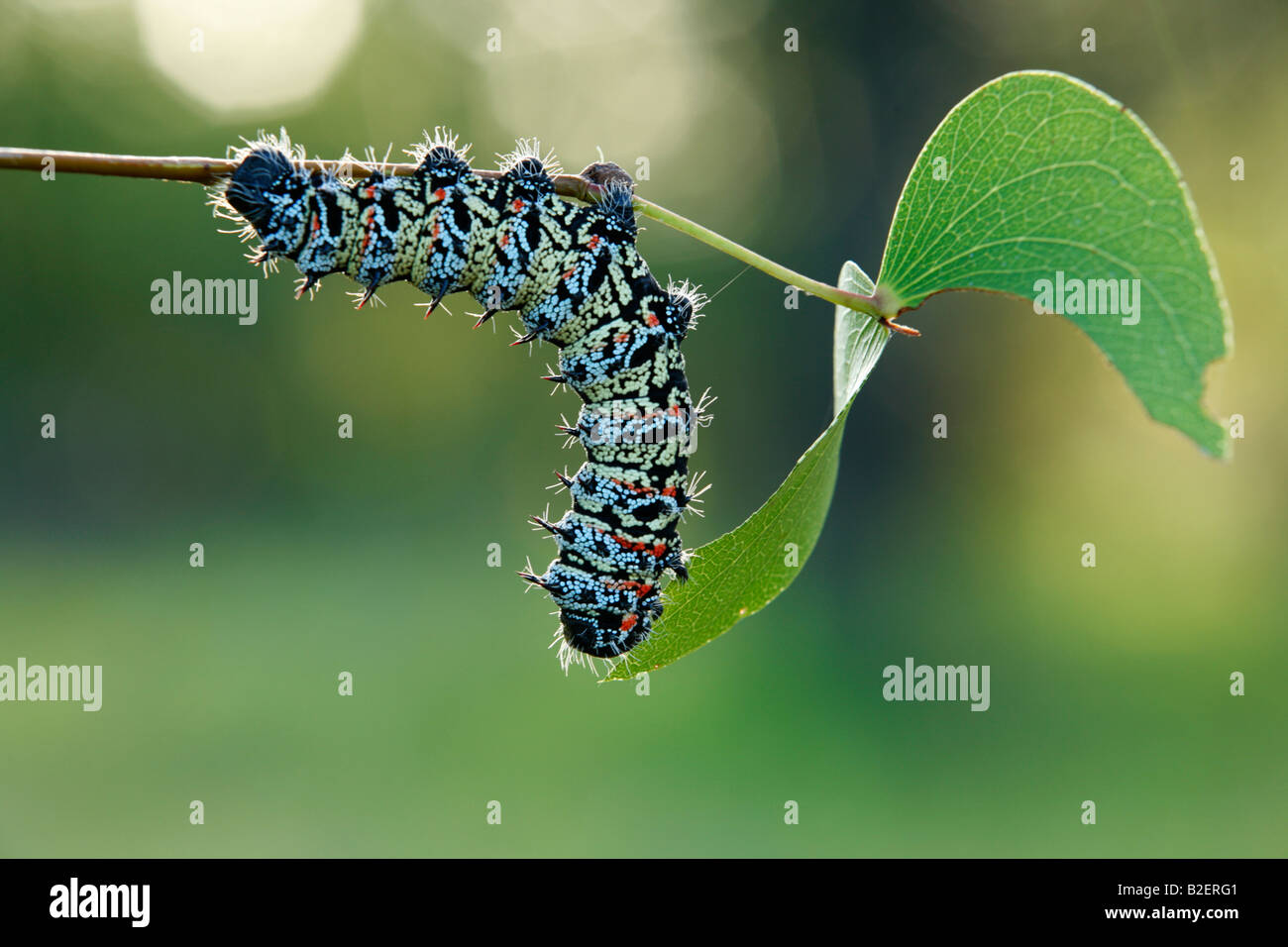 Mopani Wurm (Imbrasia Belina) Fütterung auf einem Mopane-Blatt Stockfoto