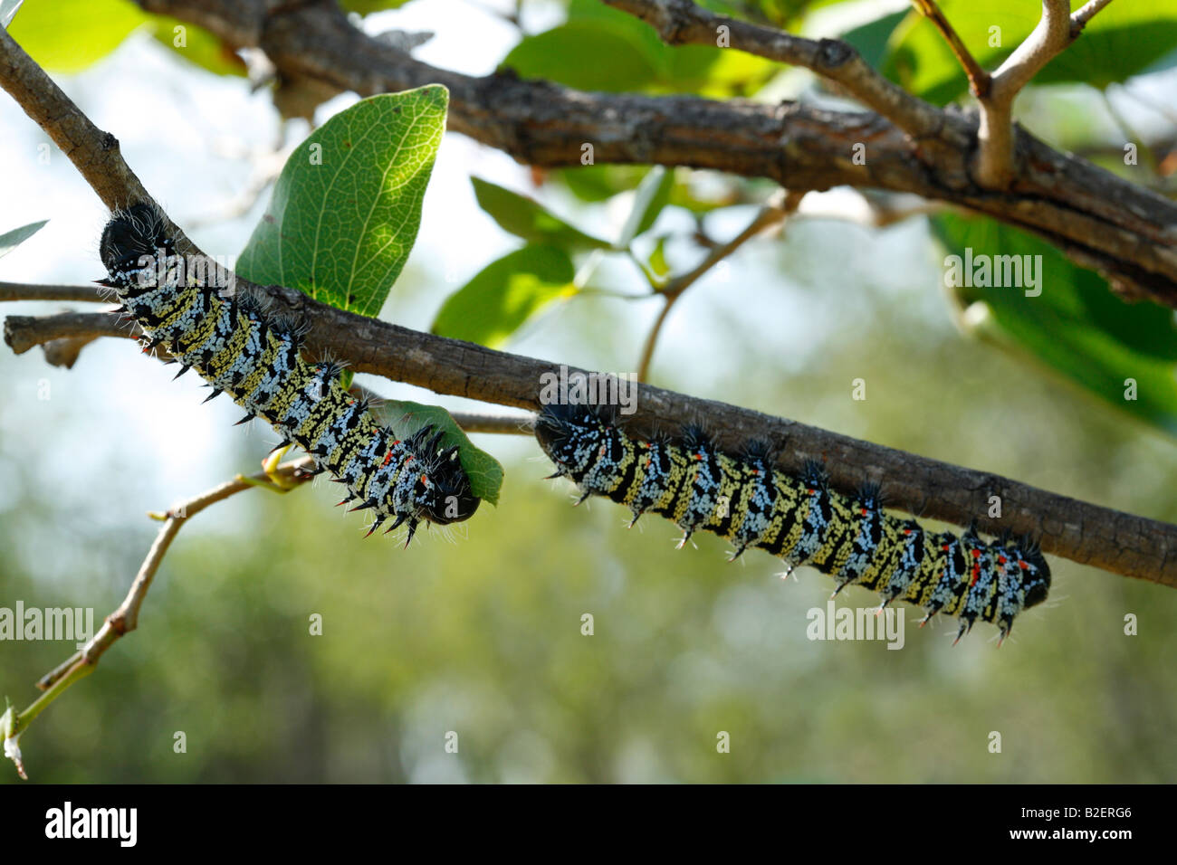 Mopani Wurm (Imbrasia Belina) auf einen Mopane-Baum Stockfoto
