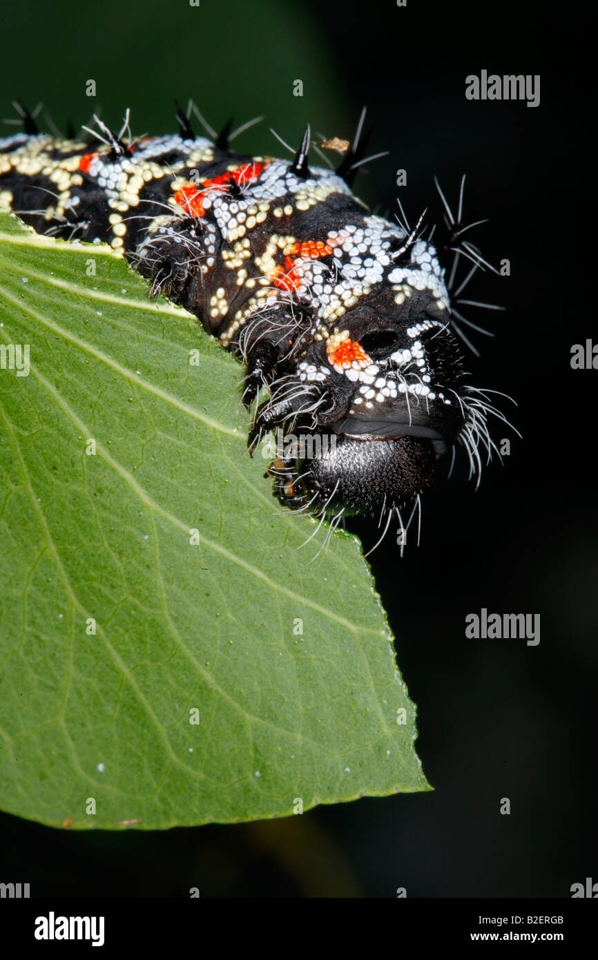 Nahaufnahme einer Mopani Wurm (Imbrasia Belina) Fütterung auf einem Mopane-Blatt Stockfoto
