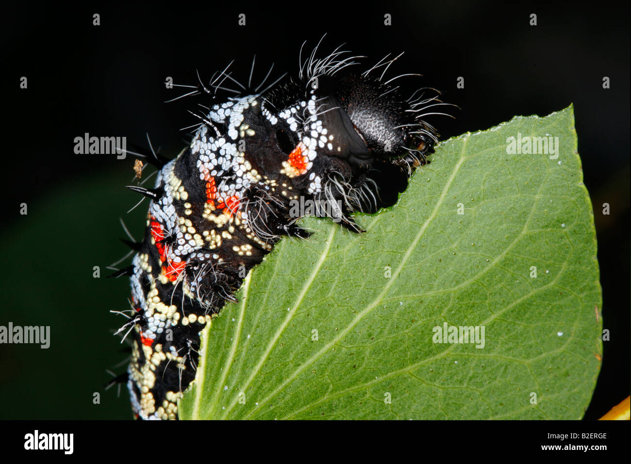 Nahaufnahme einer Mopani Wurm (Imbrasia Belina) Fütterung auf einem Mopane-Blatt Stockfoto