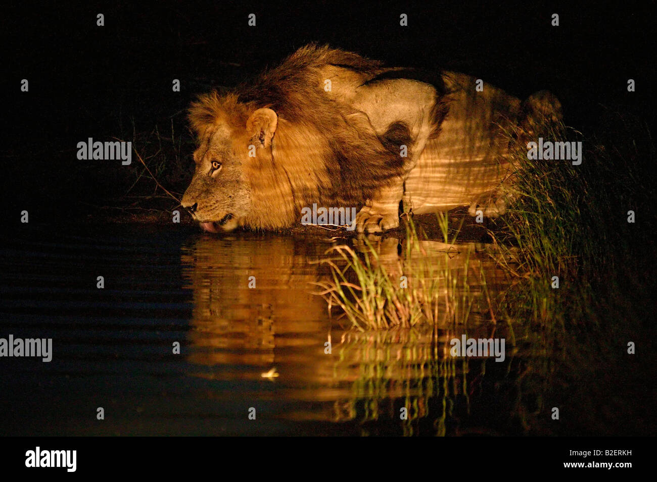 Ein männlicher Löwe, trinken aus einem Wasserloch in der Nacht Stockfoto