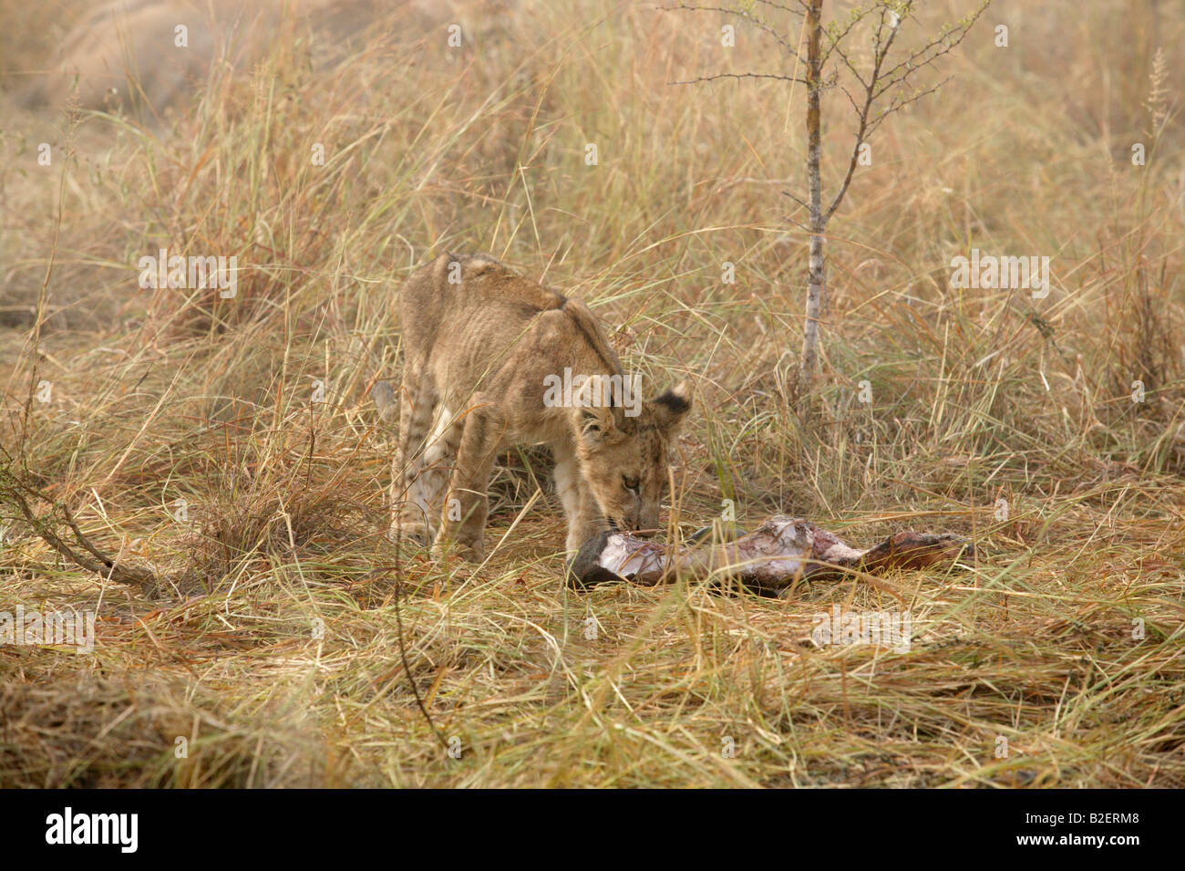 Eine abgemagerte Löwenjunges Fütterung auf einem Fetzen aus einem kill Stockfoto