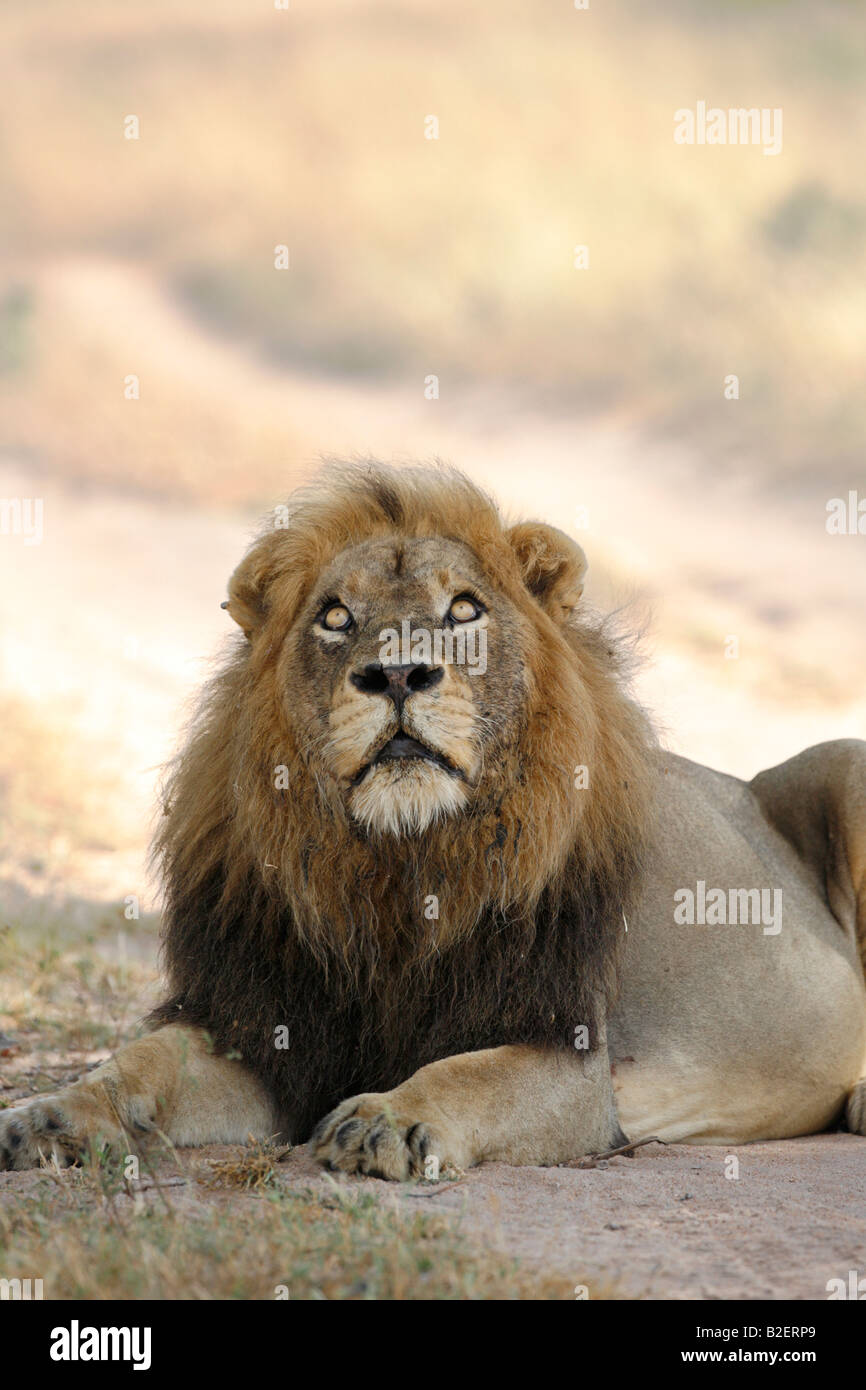 Porträt eines fetten männlichen Löwen starrte nach oben beim Ausruhen im Schatten Stockfoto