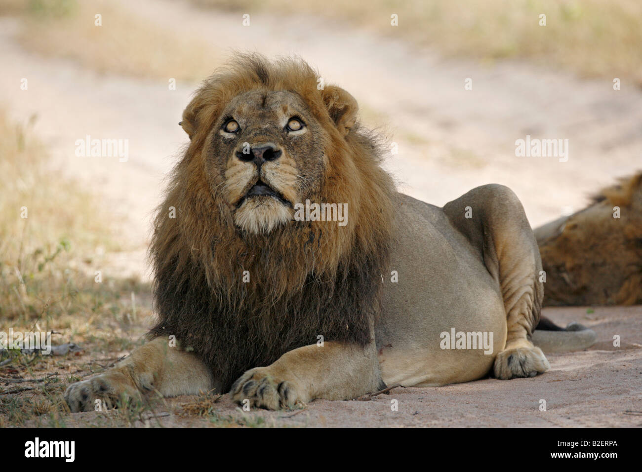 Porträt eines fetten männlichen Löwen starrte nach oben beim Ausruhen im Schatten Stockfoto