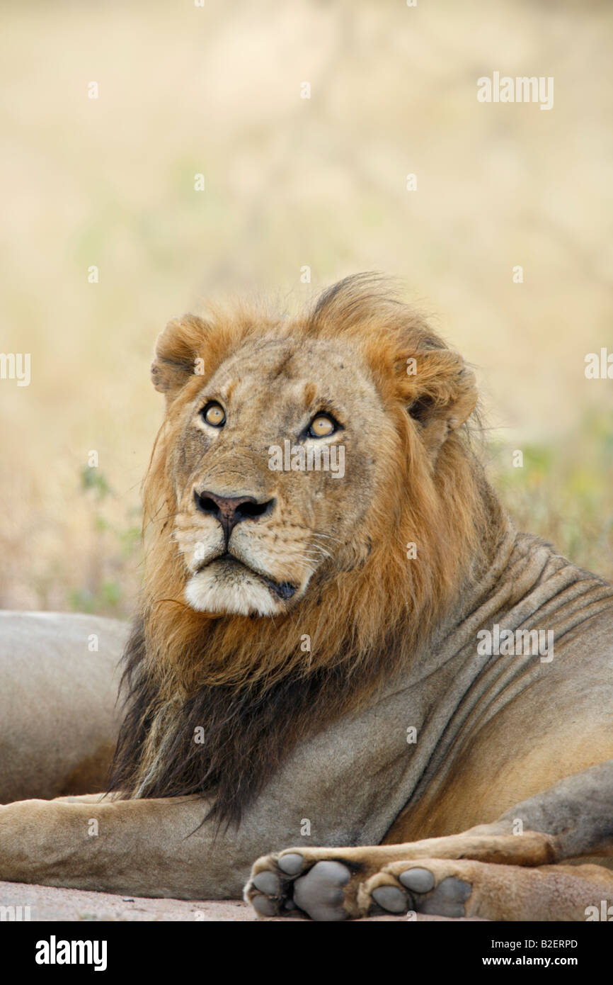 Porträt eines männlichen Löwen starrte nach oben in den Himmel Stockfoto