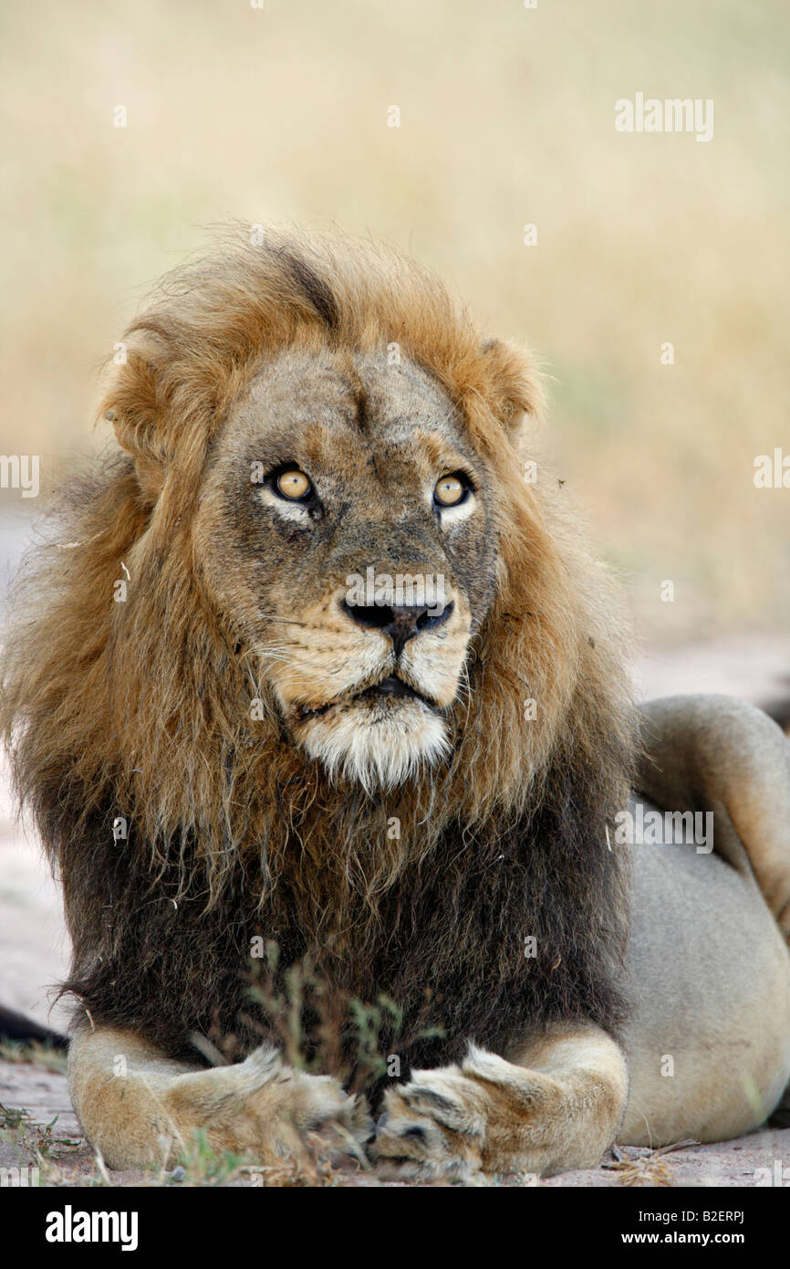 Frontale Portrait eines männlichen Löwen mit Vorderpfoten ordentlich gefaltet vor ihm auf der Suche nach oben Stockfoto