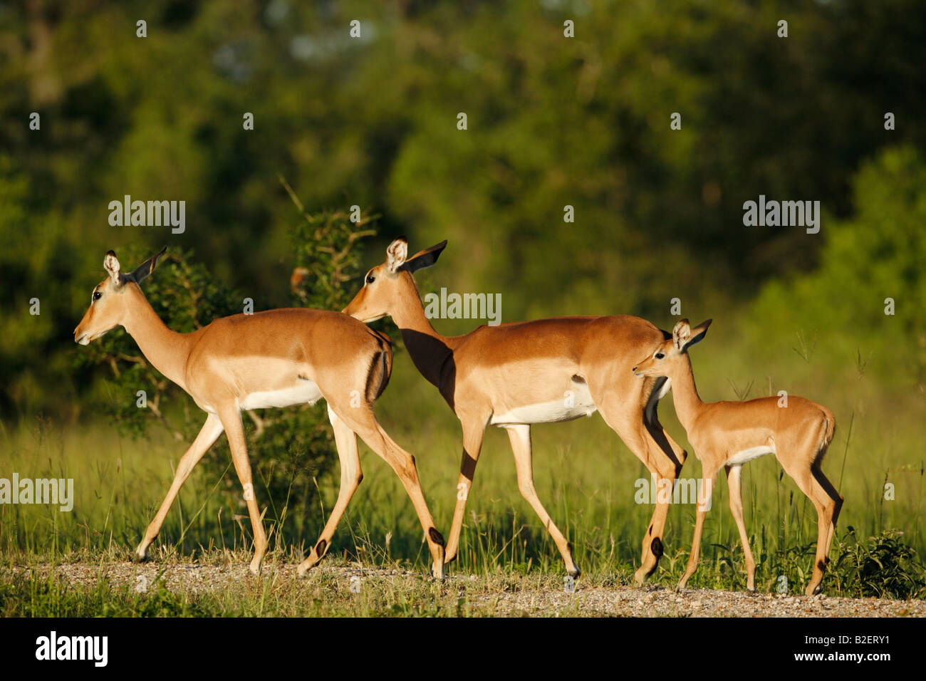 Drei Impala Wandern entlang in warmes Licht Stockfoto