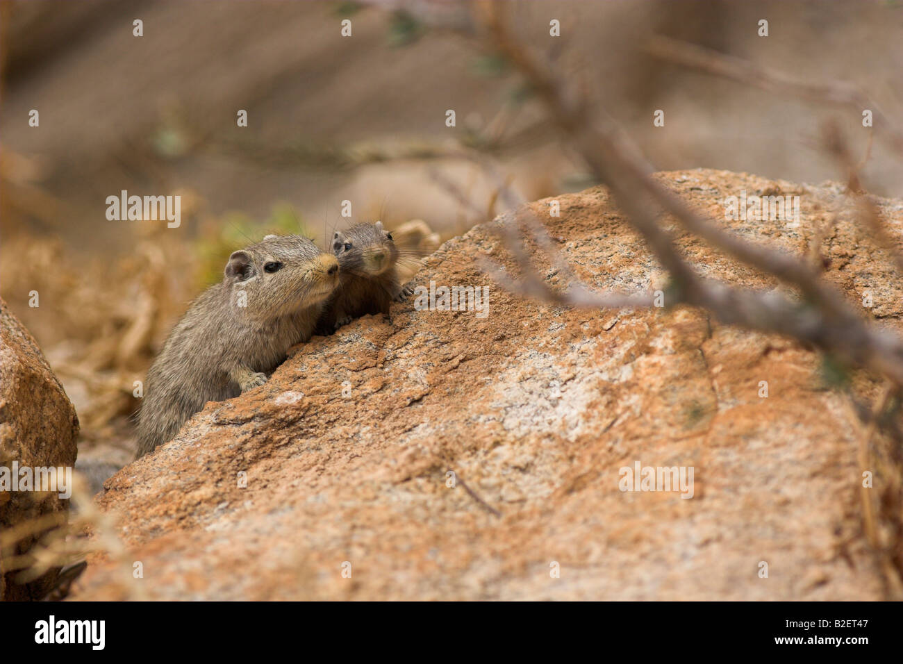 Klippschliefer Ratte mit Youngster spähte vorsichtig hinter einem Felsen Stockfoto