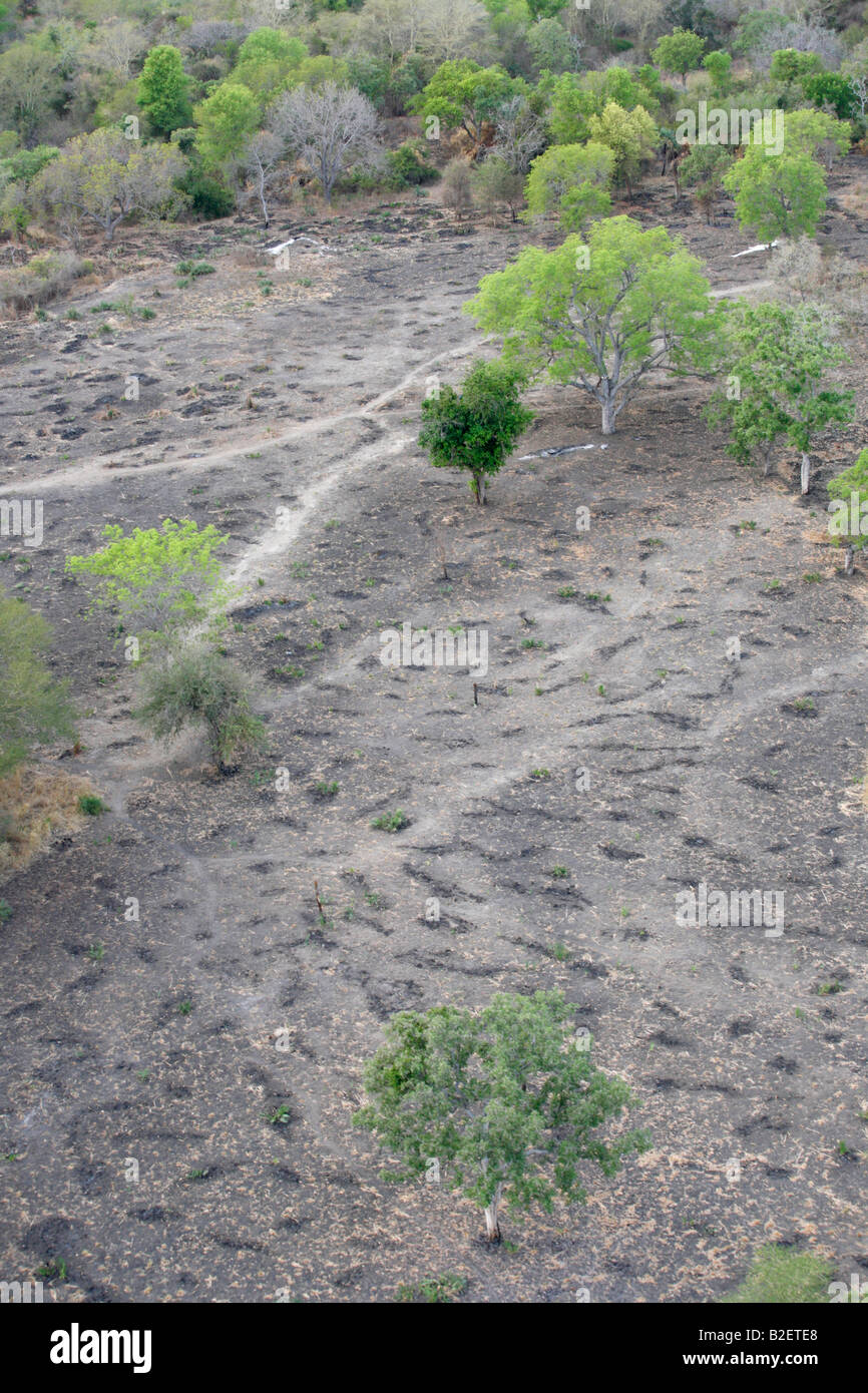 Luftaufnahme eines Bereichs gelöscht und in Vorbereitung für den Anbau in den Nationalpark von Zinave verbrannt Stockfoto