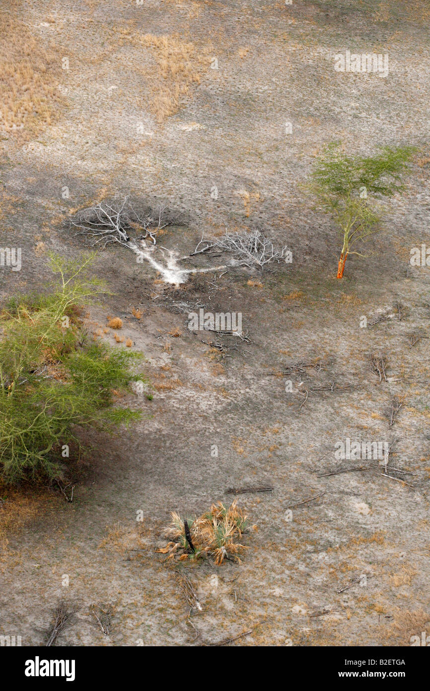 Luftaufnahme der verbleibenden Asche von einem verbrannten Baum Stockfoto