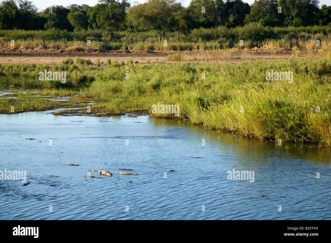 Eine Reihe von Krokodile liegen in flachen Gewässern des Flusses Runde in der Nähe der Anlegestellen Dhow Stockfoto