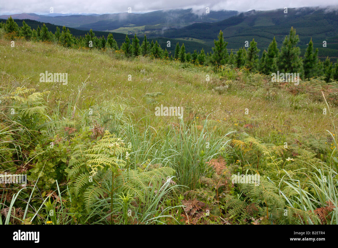 Landschaft entlang der Long Tom Pass zeigen umfangreiche Waldplantagen und Berg Grasland im Vordergrund Stockfoto