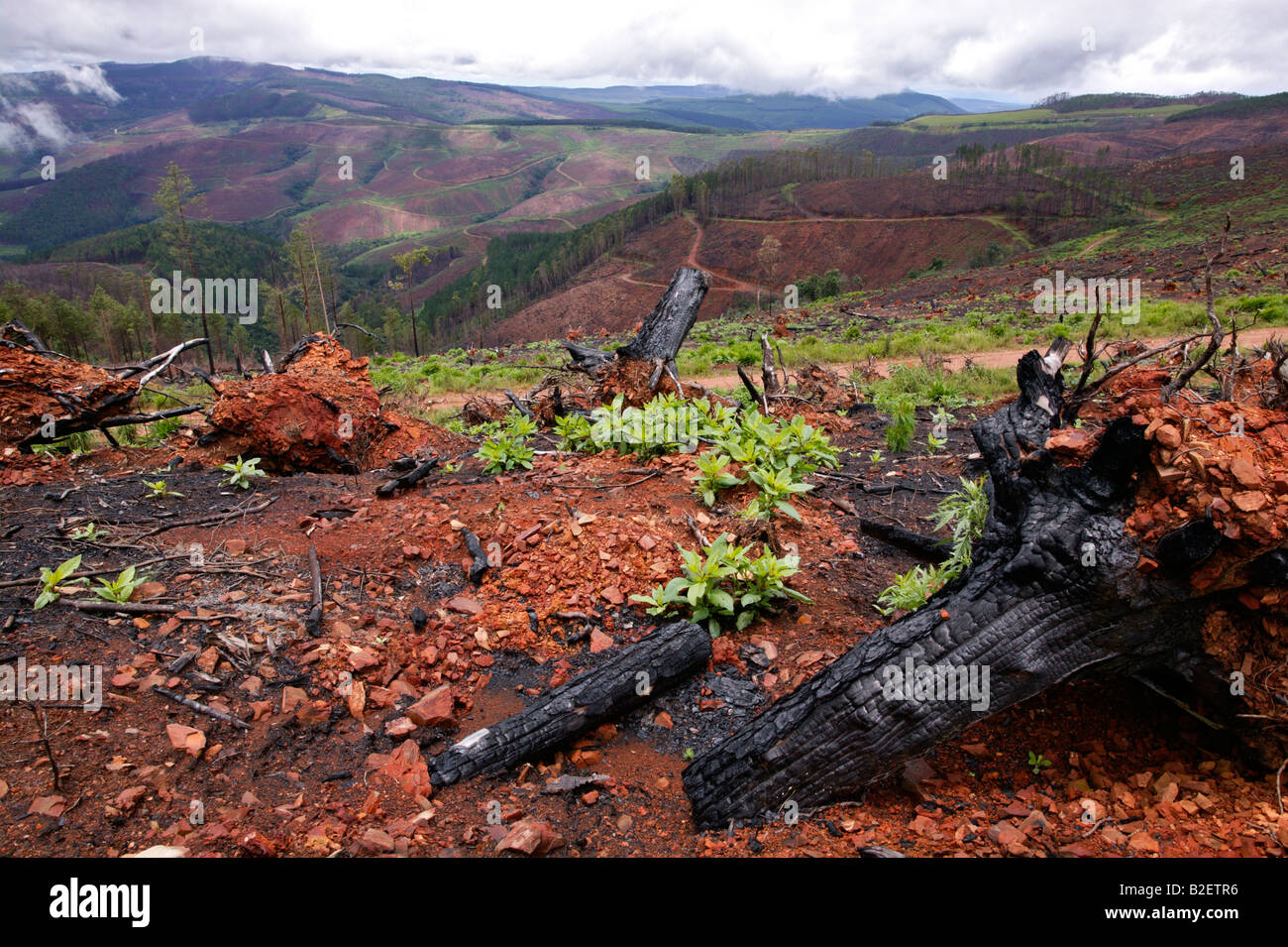 Eine malerische Aussicht über Plantagen von außer Kontrolle geratenen Waldbrände mit großen Flecken braun zeigen die verbrannte Bäume zerstört Stockfoto