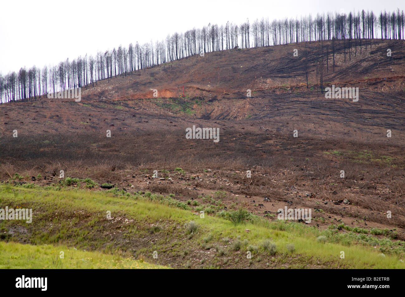 Hang mit Kiefern bei außer Kontrolle geratenen Waldbrände verbrannt Stockfoto