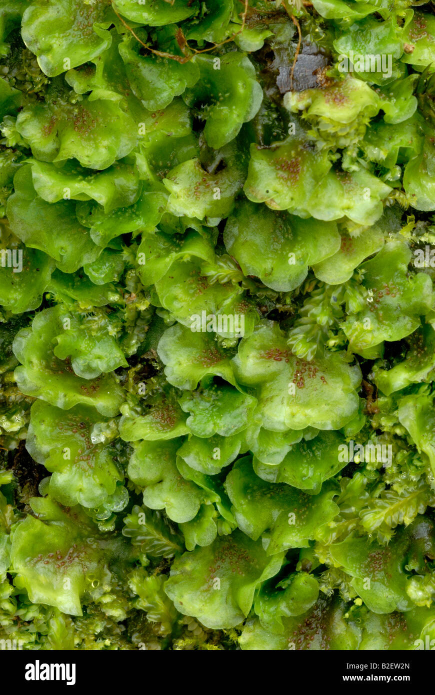 Liverwort Pellia epiphylla, Wales, Großbritannien. Stockfoto