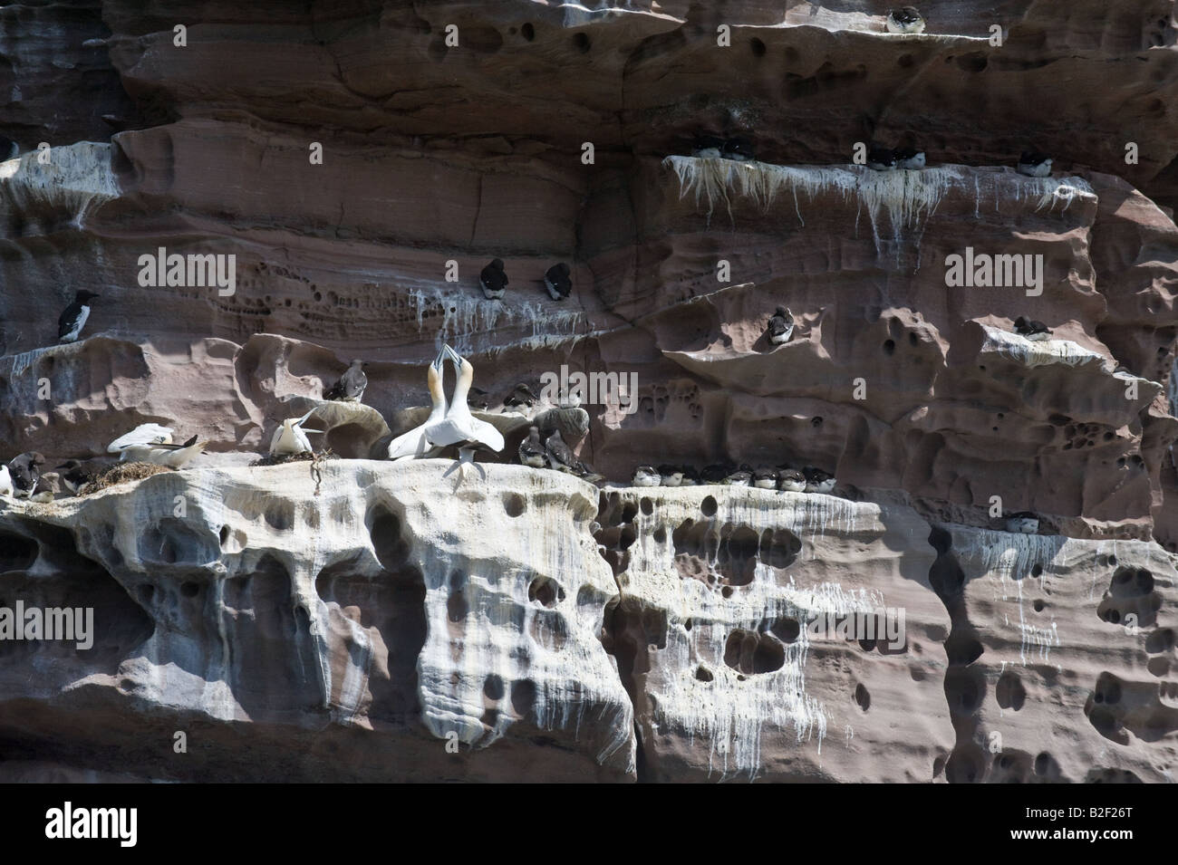 Nördlichen Basstölpel Morus Bassanus Erwachsenen paar am Nest kleben Verhalten allgemeine Anzeigen Sand Stein Felsen Noss Shetland Islands UK Stockfoto
