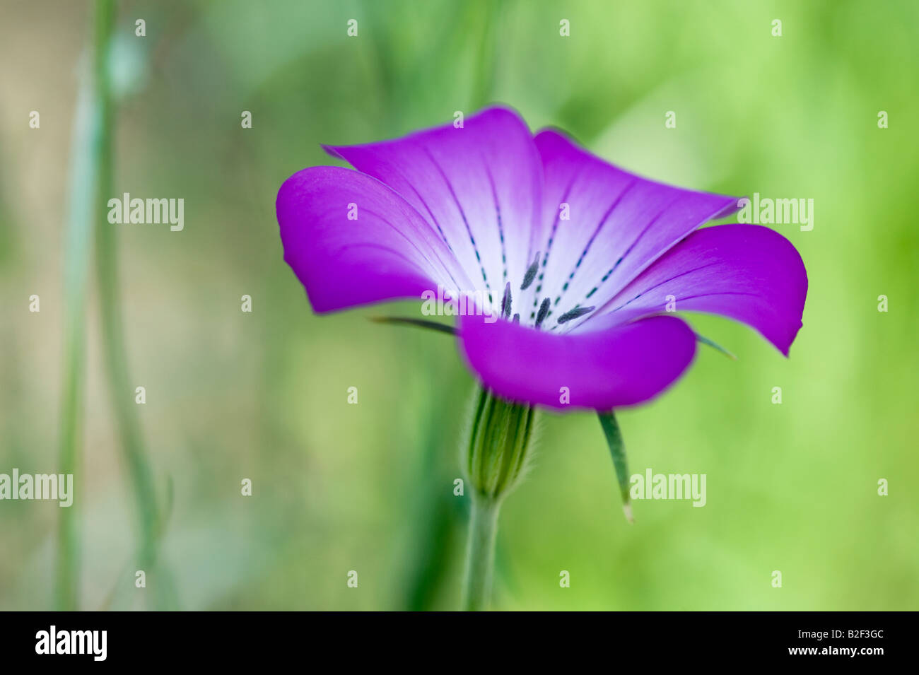 Agrostemma Gracilis. Anmutige Corncockle Blume Stockfoto