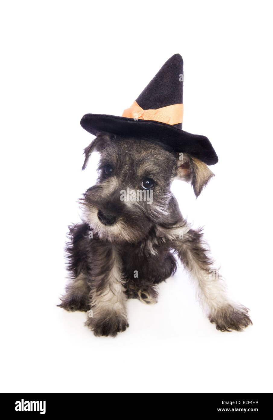 Entzückende Halloween Zwergschnauzer Welpen tragen Hut Hexenkostüm isoliert auf weißem Hintergrund Stockfoto