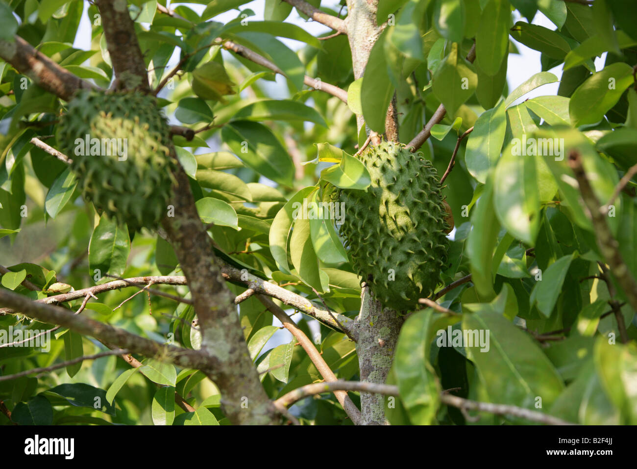 Frucht des Baumes Soursop, Annona Muricata. Palenque, Bundesstaat Chiapas, Mexico Stockfoto