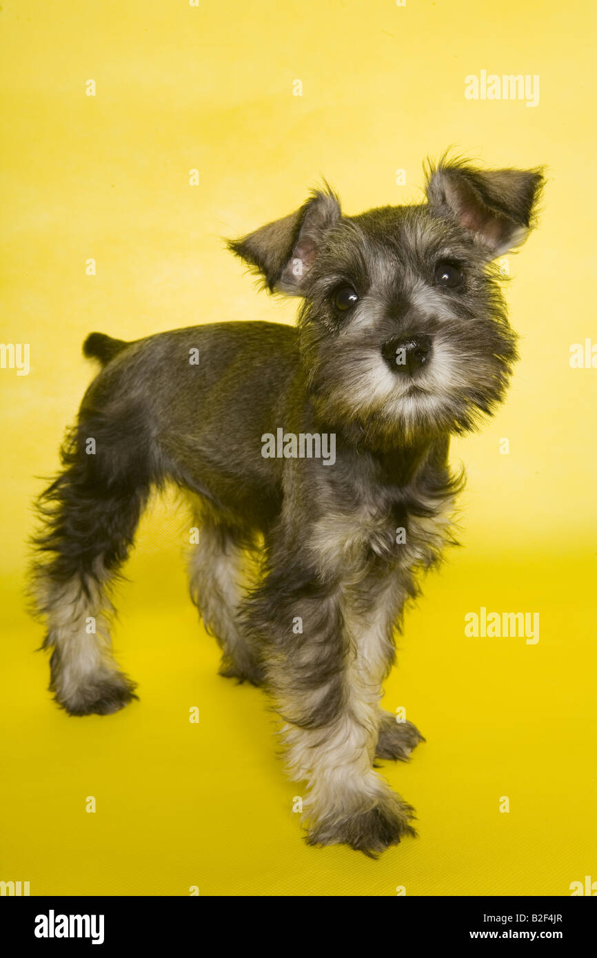 Liebenswerte Zwergschnauzer Welpen auf gelbem Hintergrund Stockfoto