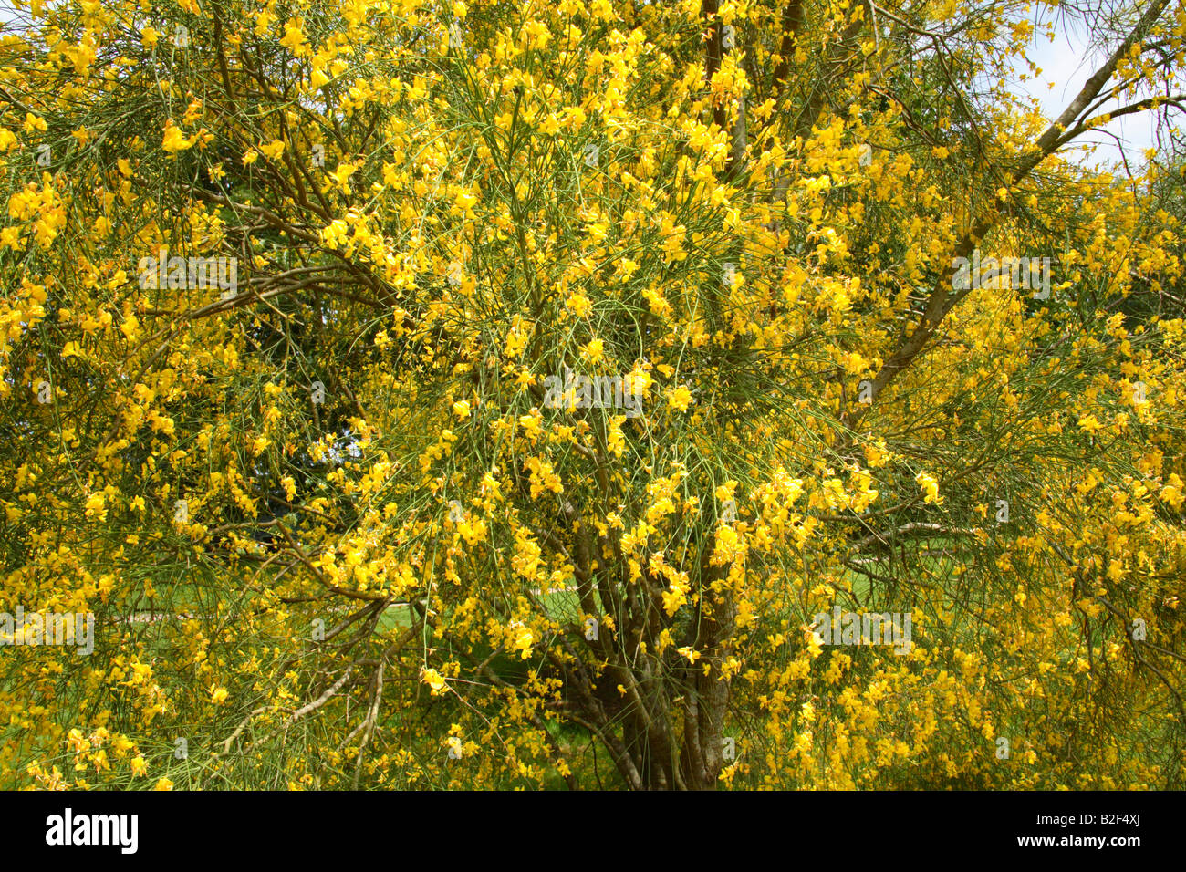 Genista Aetnensis - Ätna-Besen Stockfoto