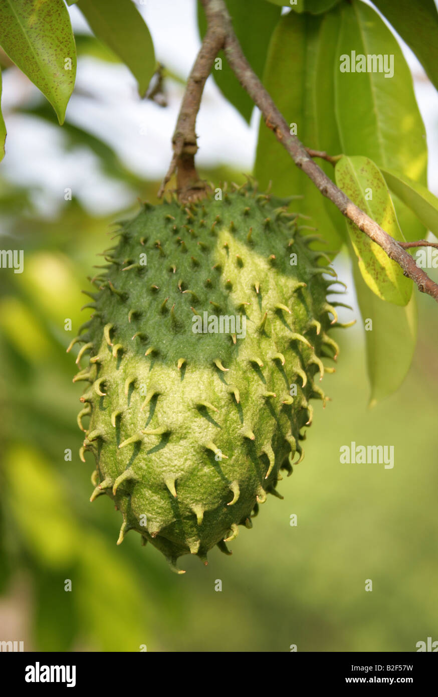 Frucht des Baumes Soursop, Annona Muricata.  Palenque, Bundesstaat Chiapas, Mexico Stockfoto