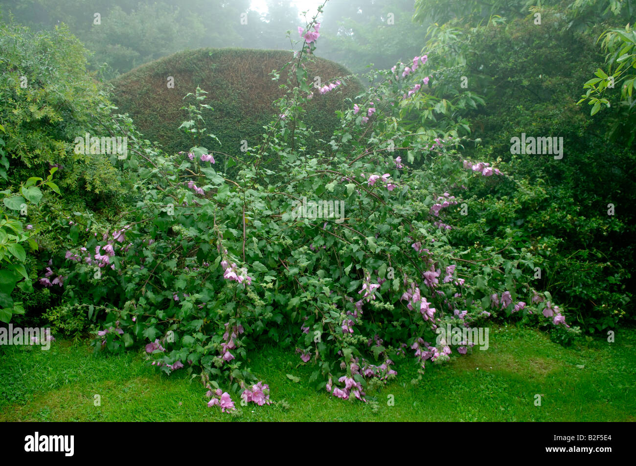 Wind und Regen Schäden an einem blühenden Lavatera Olbia Rosea in einem verregneten Garten Stockfoto