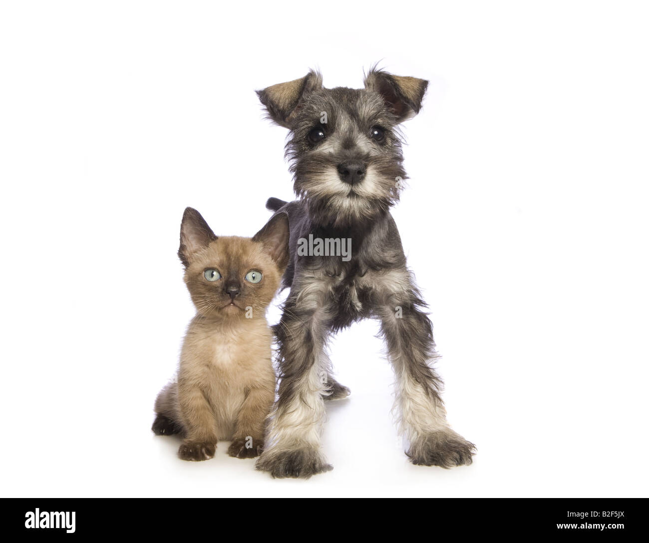 Liebenswerte Zwergschnauzer Welpen mit niedlichen Munchkin Kätzchen isoliert auf weißem Hintergrund Stockfoto Liebenswerte Zwergschnauzer Welpen mit niedlichen Munchkin Kätzchen isoliert auf weißem Hintergrund Stockfoto