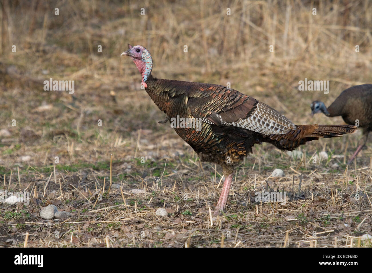 Jake Osttürkei Wild im Frühjahr Stockfoto