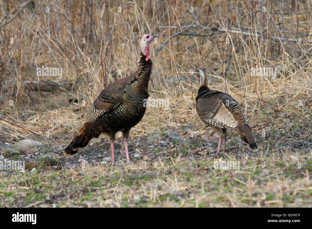Jake Osttürkei Wild im Frühjahr Stockfoto