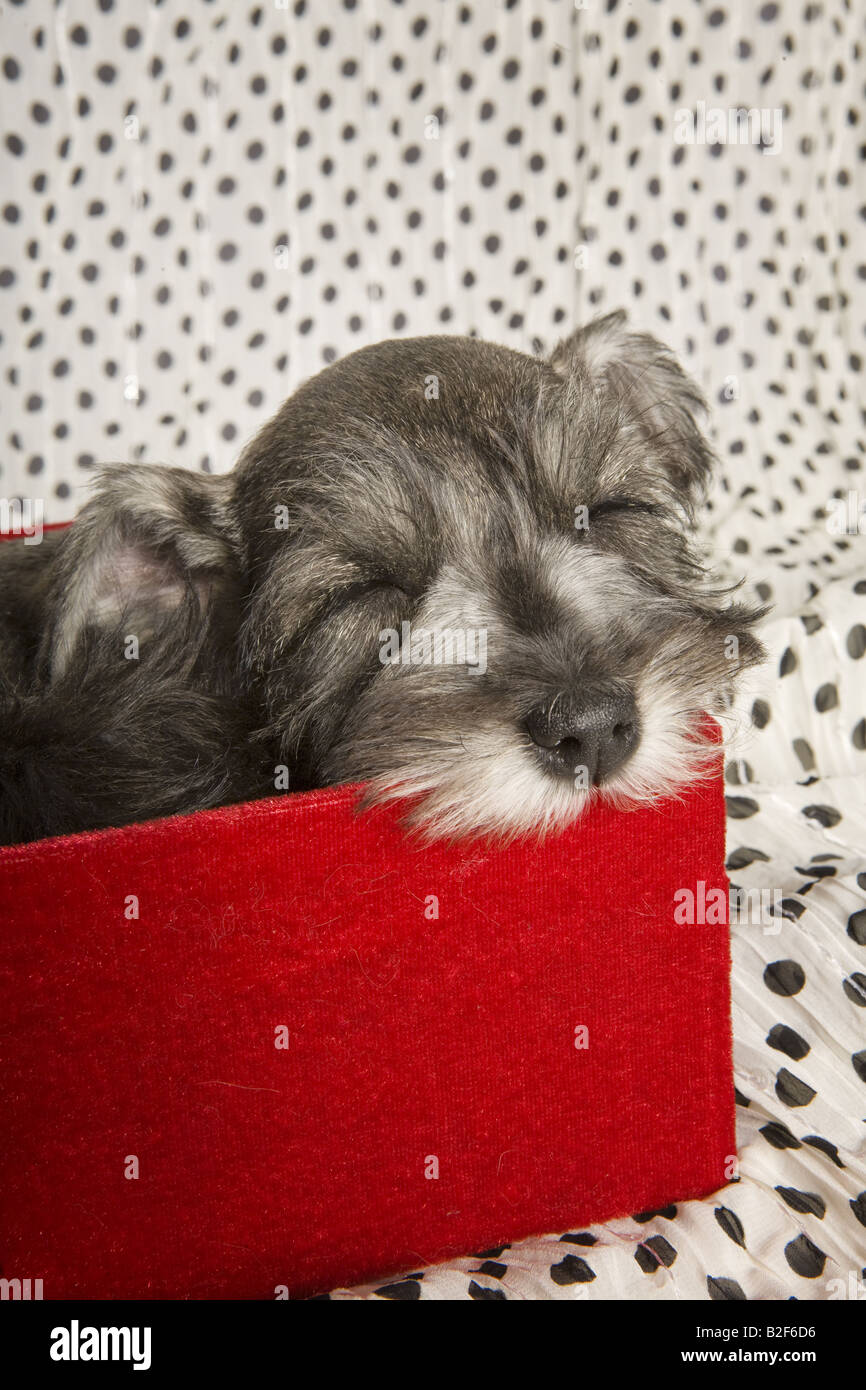 Entzückende Zwergschnauzer Welpe schlafend im roten Feld auf schwarzen und weißen Polka punktiert Hintergrund Stockfoto