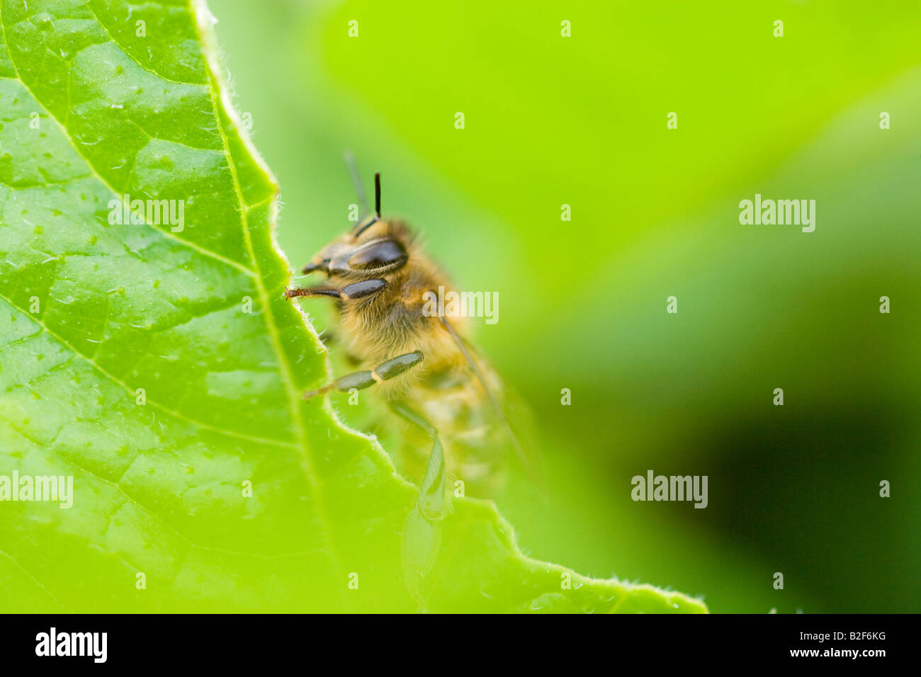 Blatt Scherblock Biene in einem Garten Zuteilung Stockfoto
