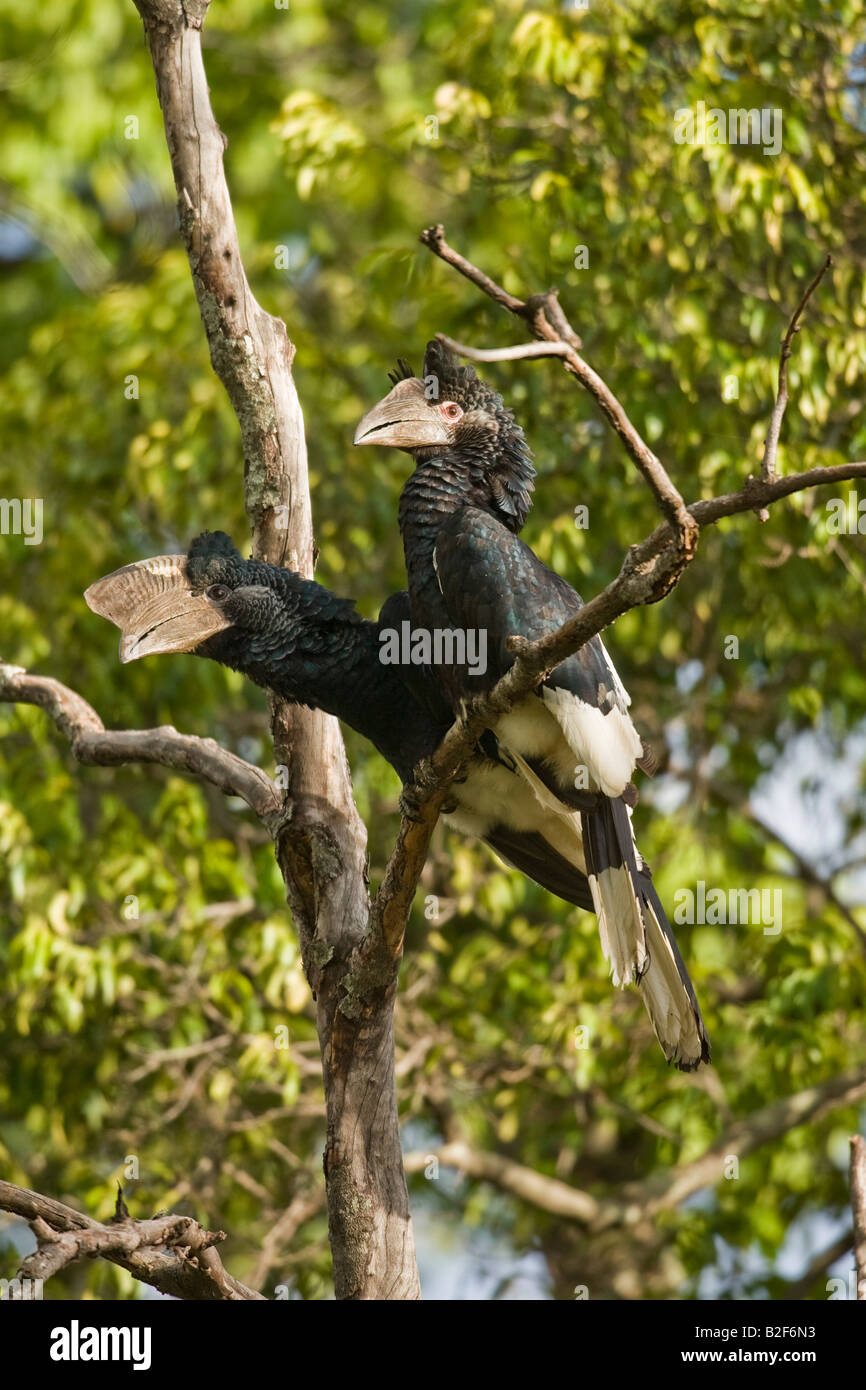 Schwarz und weiß casqued Hornbill (Bycanistes Subcylindricus) Stockfoto