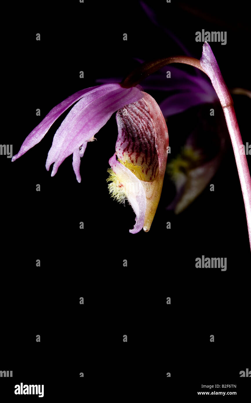 Calypso Orchidee, Banff National Park. Stockfoto